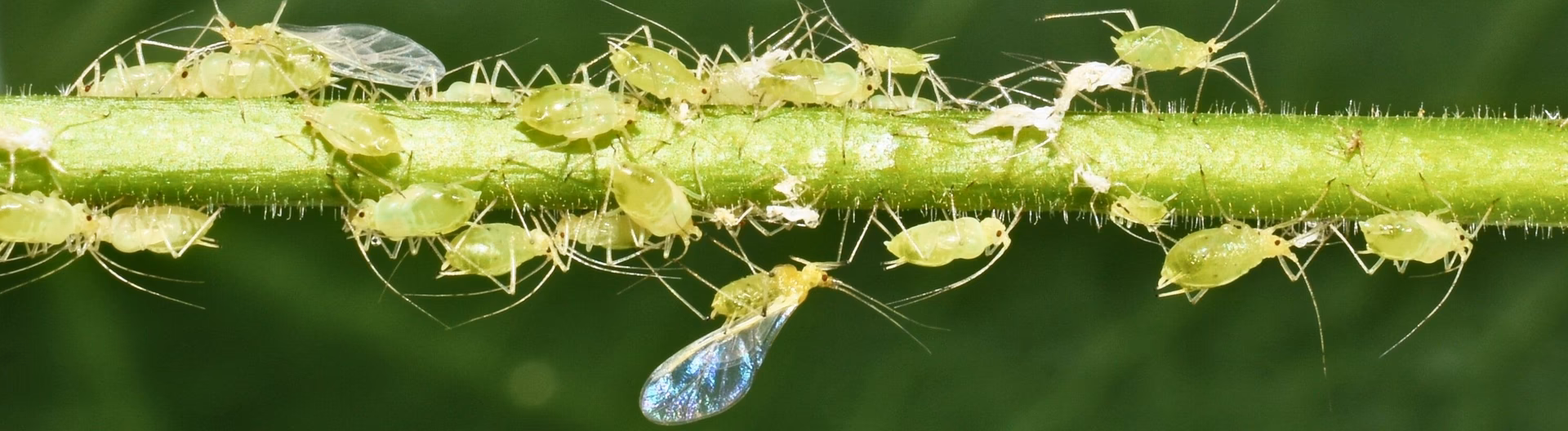 Welke schade kunnen bladluizen veroorzaken?