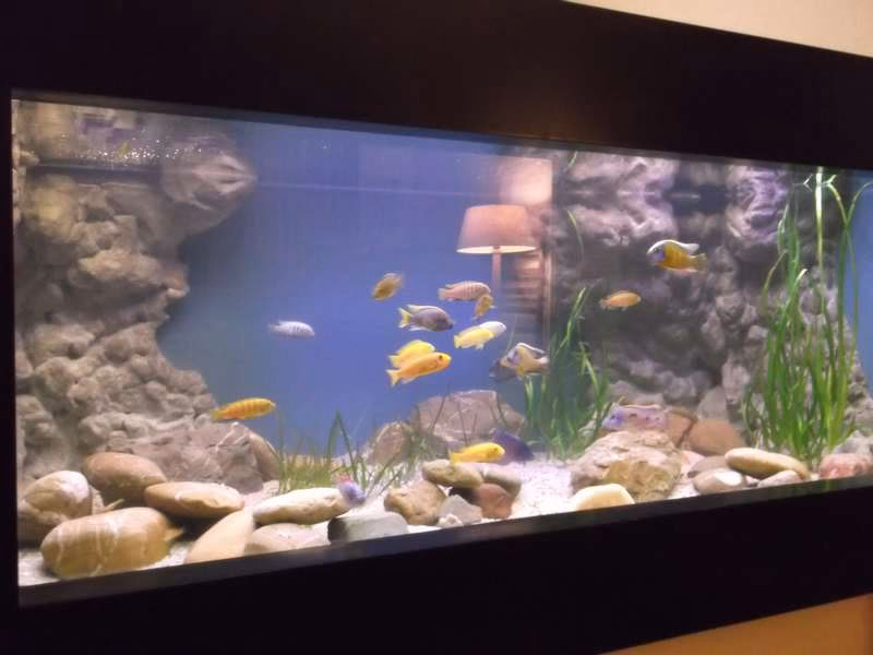 Is waterbestendige verf veilig voor vissen?