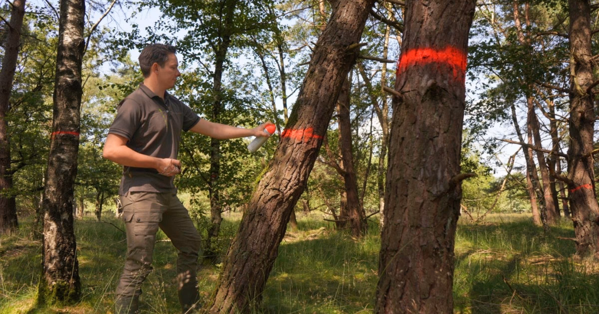 Waarom witte strepen op bomen?