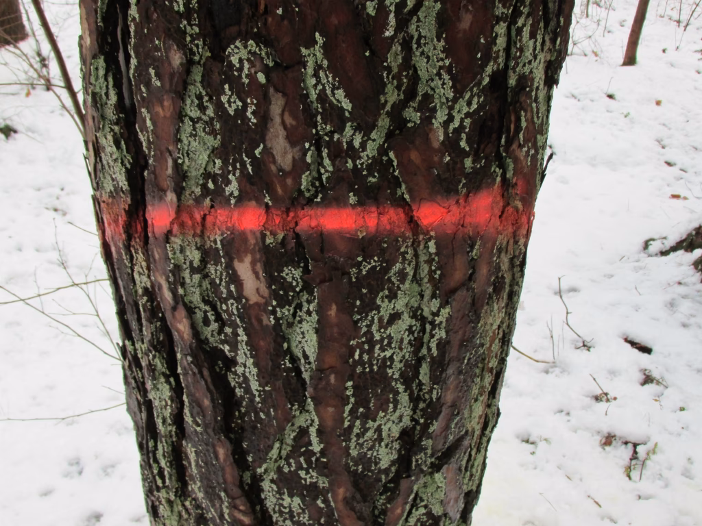 Kun je gewone verf op bomen gebruiken?