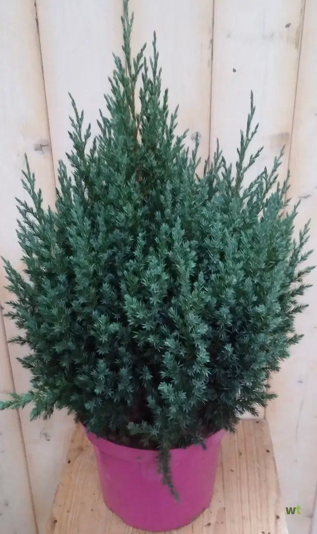 Wat te doen als coniferen bruin worden?