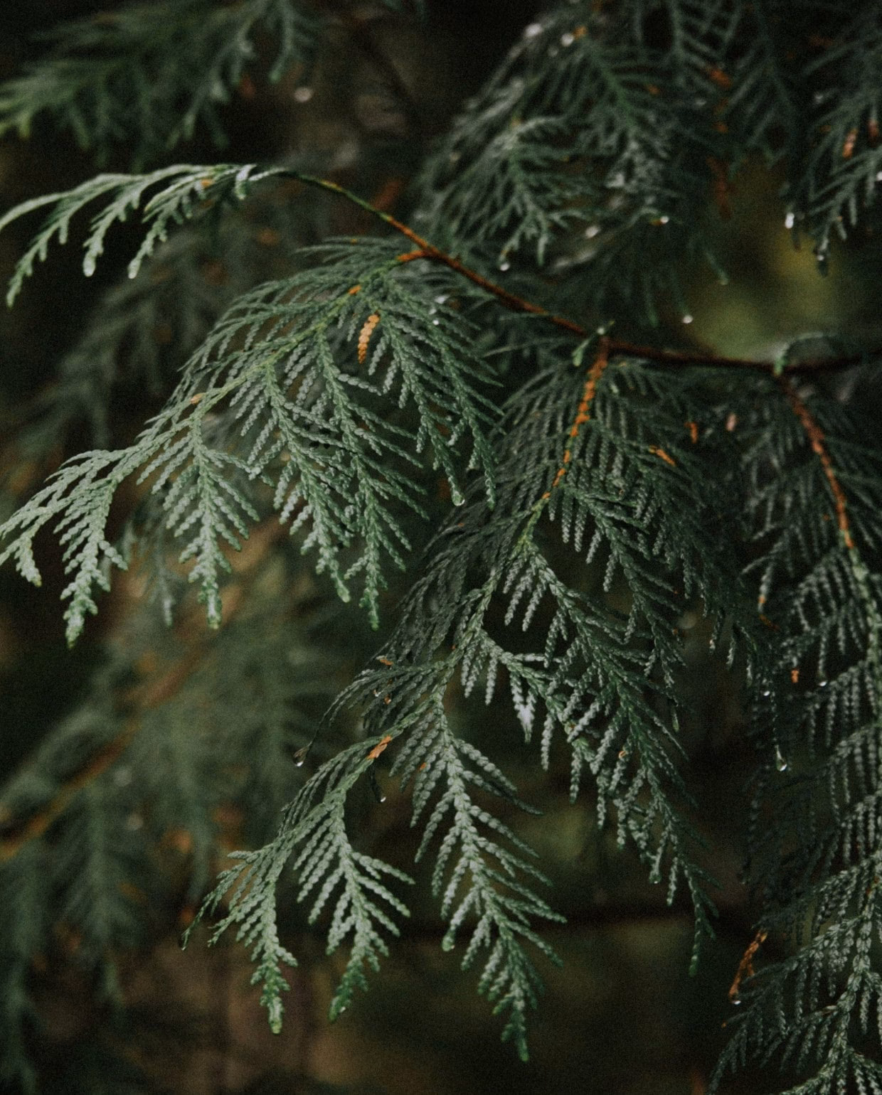 Hoe kan ik schimmel op mijn coniferen bestrijden?