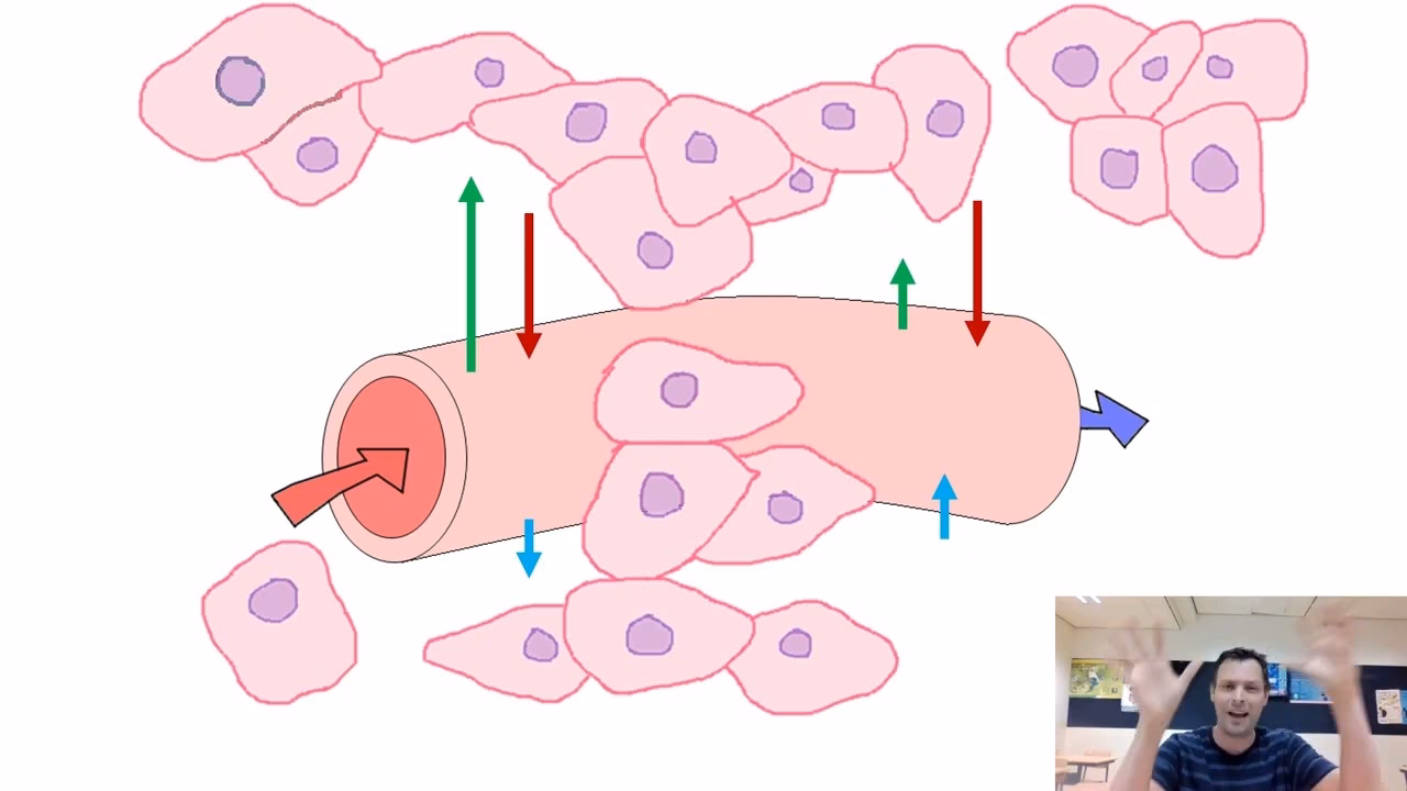 Wat voor soort insect is een dambordje van 7 letters?
