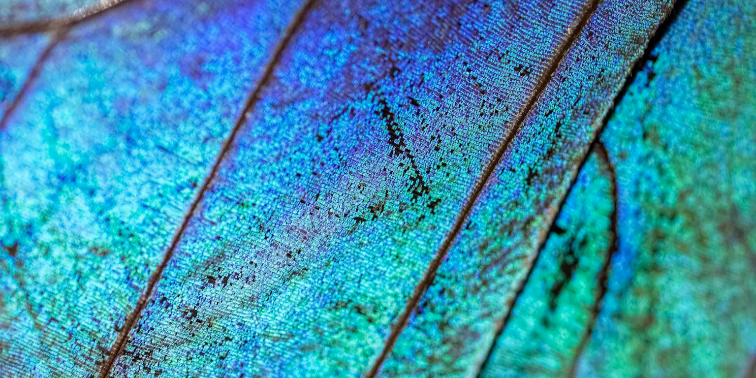 Wat betekent "likje verf"?