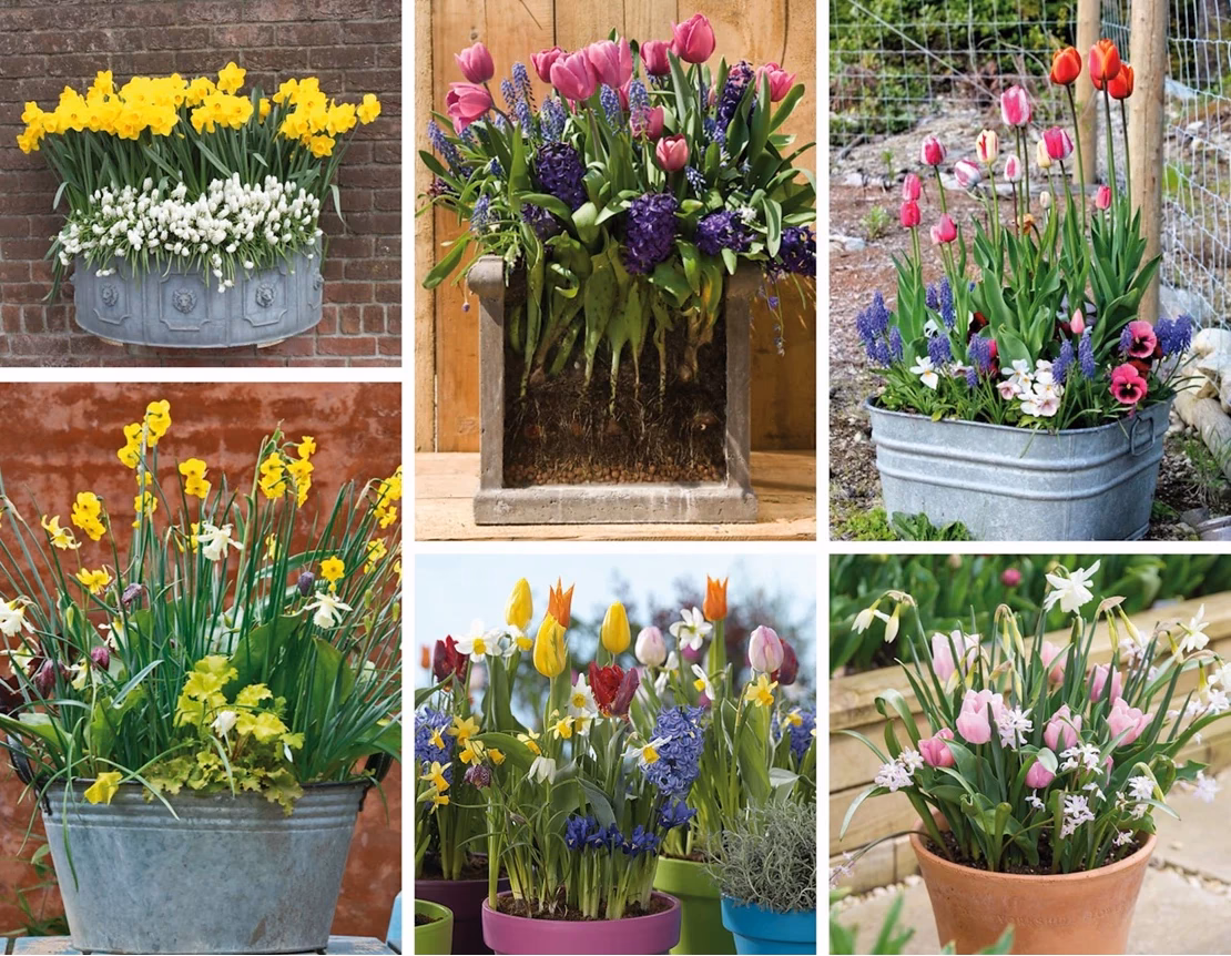 Hoe bewaar ik bloembollen na aankoop?