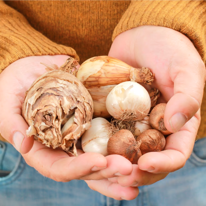 Hoe verzorg je een bloembol?
