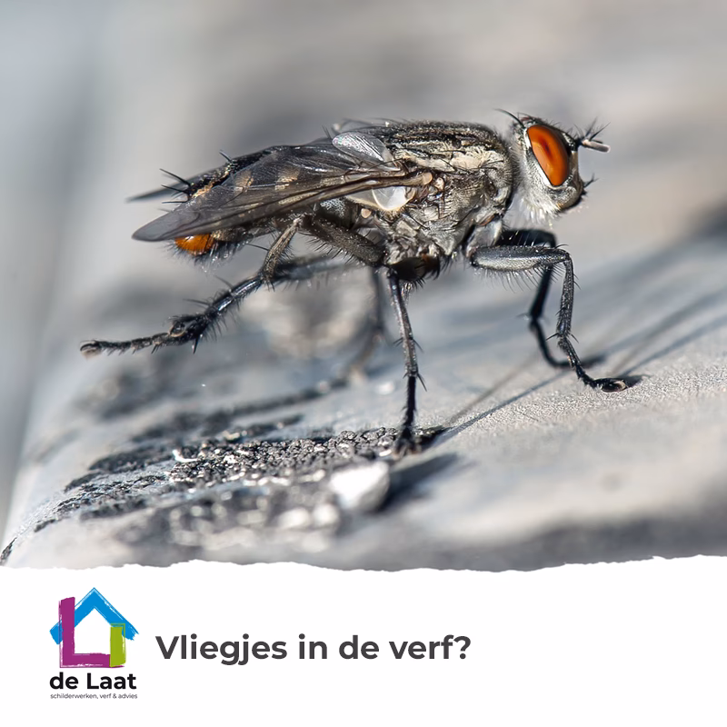 Wat verwijdert insecten uit verf?
