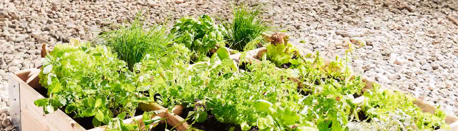 Welke planten blijven het hele jaar mooi?