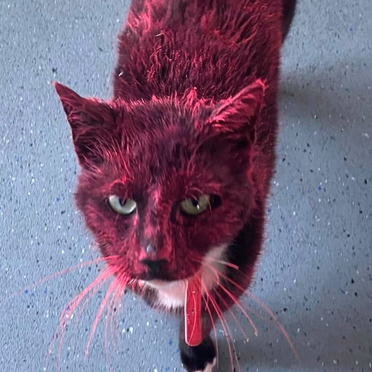 Waarom is de neus van mijn kat bleek?