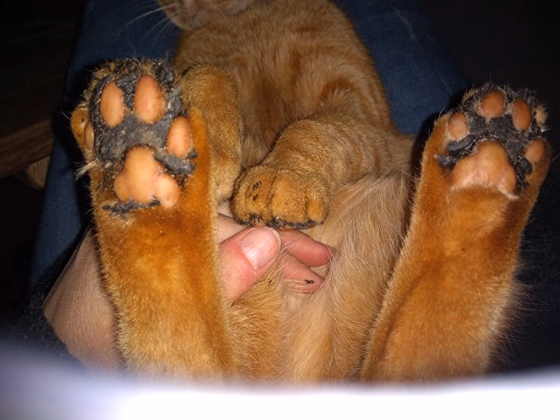 Wat moet ik doen als mijn kat verf op zijn poten krijgt?