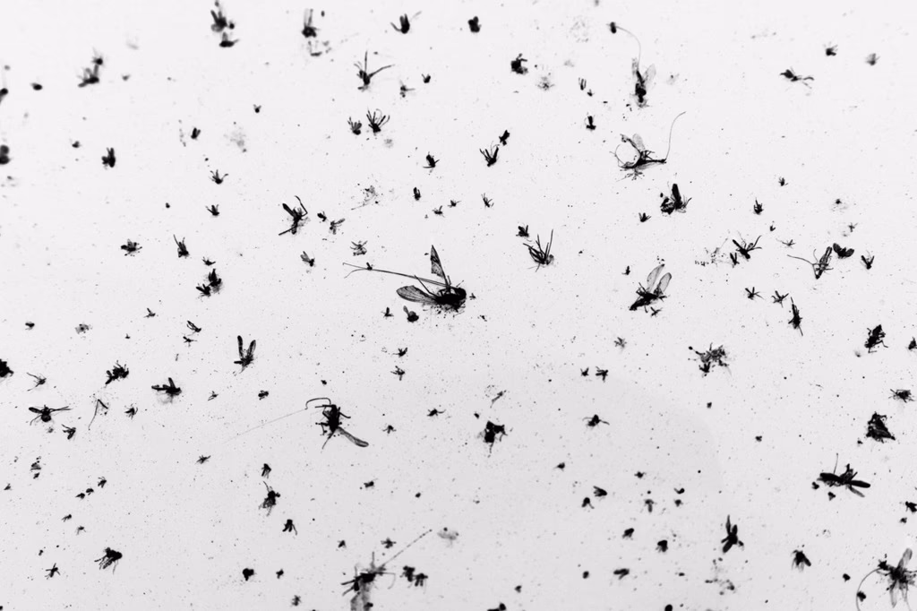 Hoe krijg ik die kleine vliegjes weg?