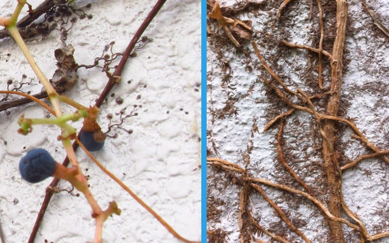 Hoe verwijder ik hechtwortels van klimop van de muur?