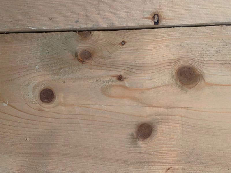 Welk soort dier is een boor-kruiswoordraadsel?