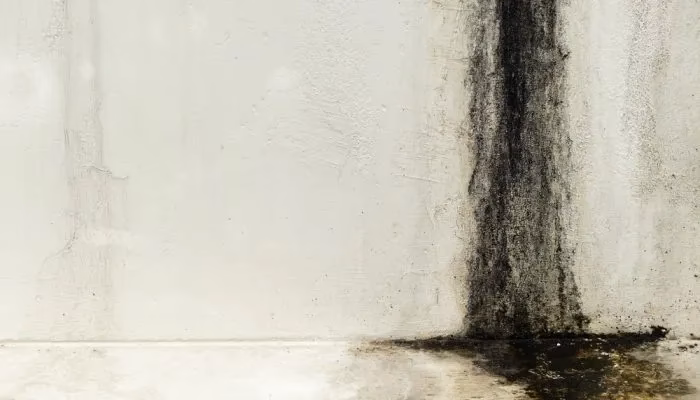 Hoe krijg je zwarte schimmel van de muur af?