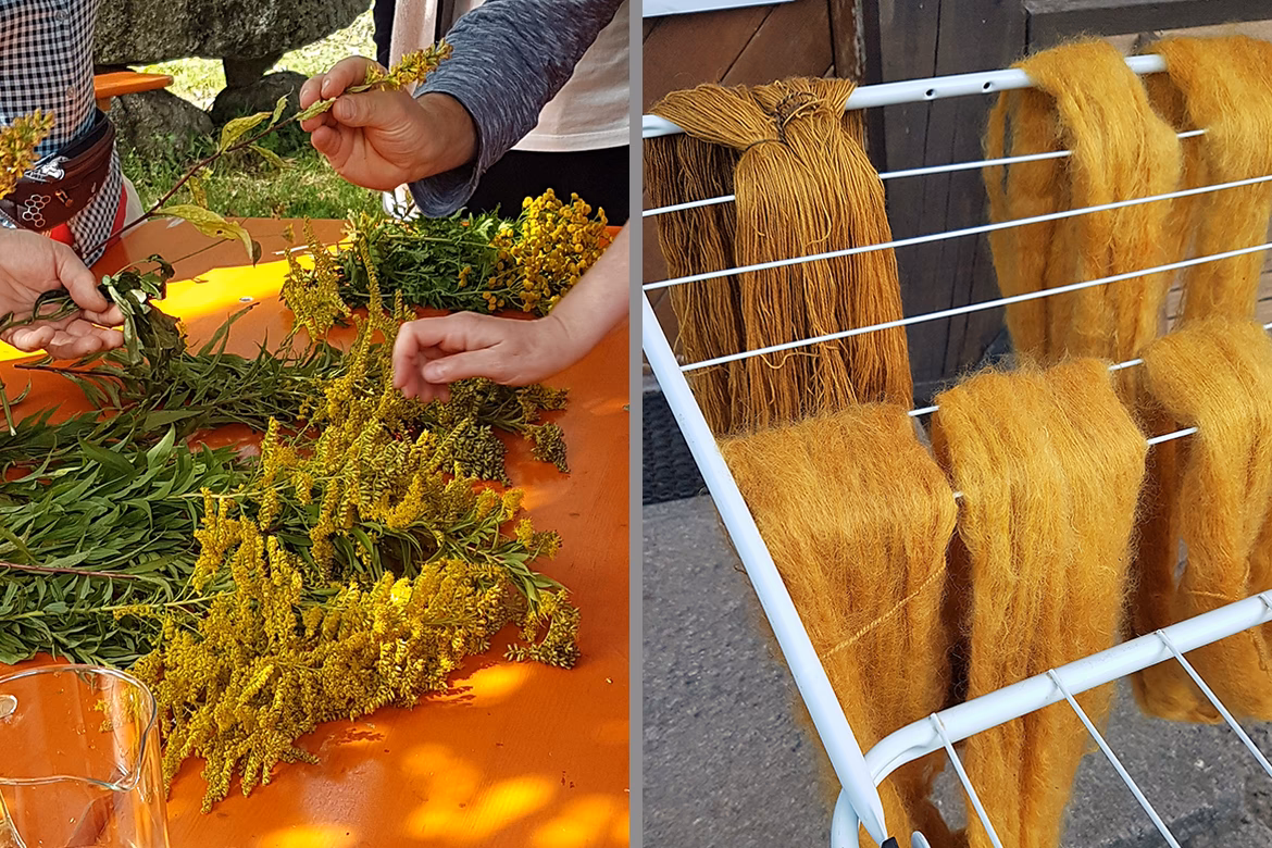 Welke plant maakt rode kleurstof?