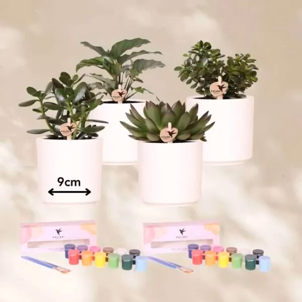 Welke verfplanten zijn er?