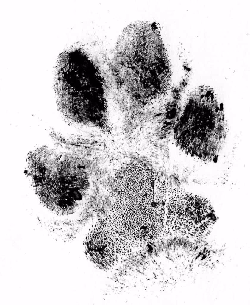 Welke verf is geschikt voor een pootafdruk van een hond?