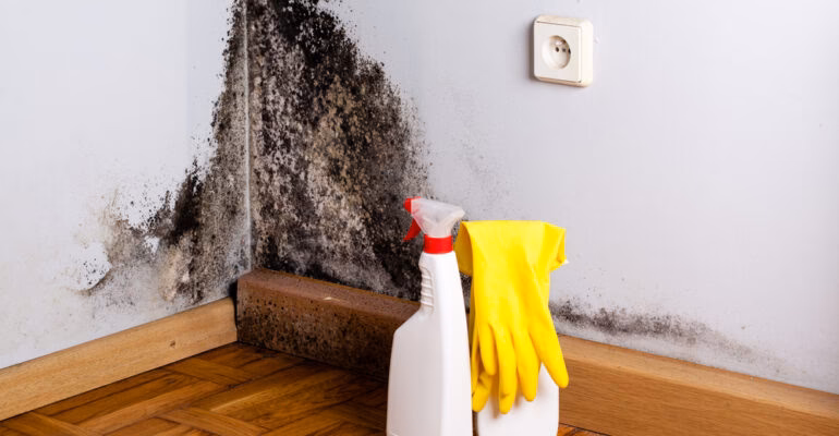 Wat is de oorzaak van schimmel?