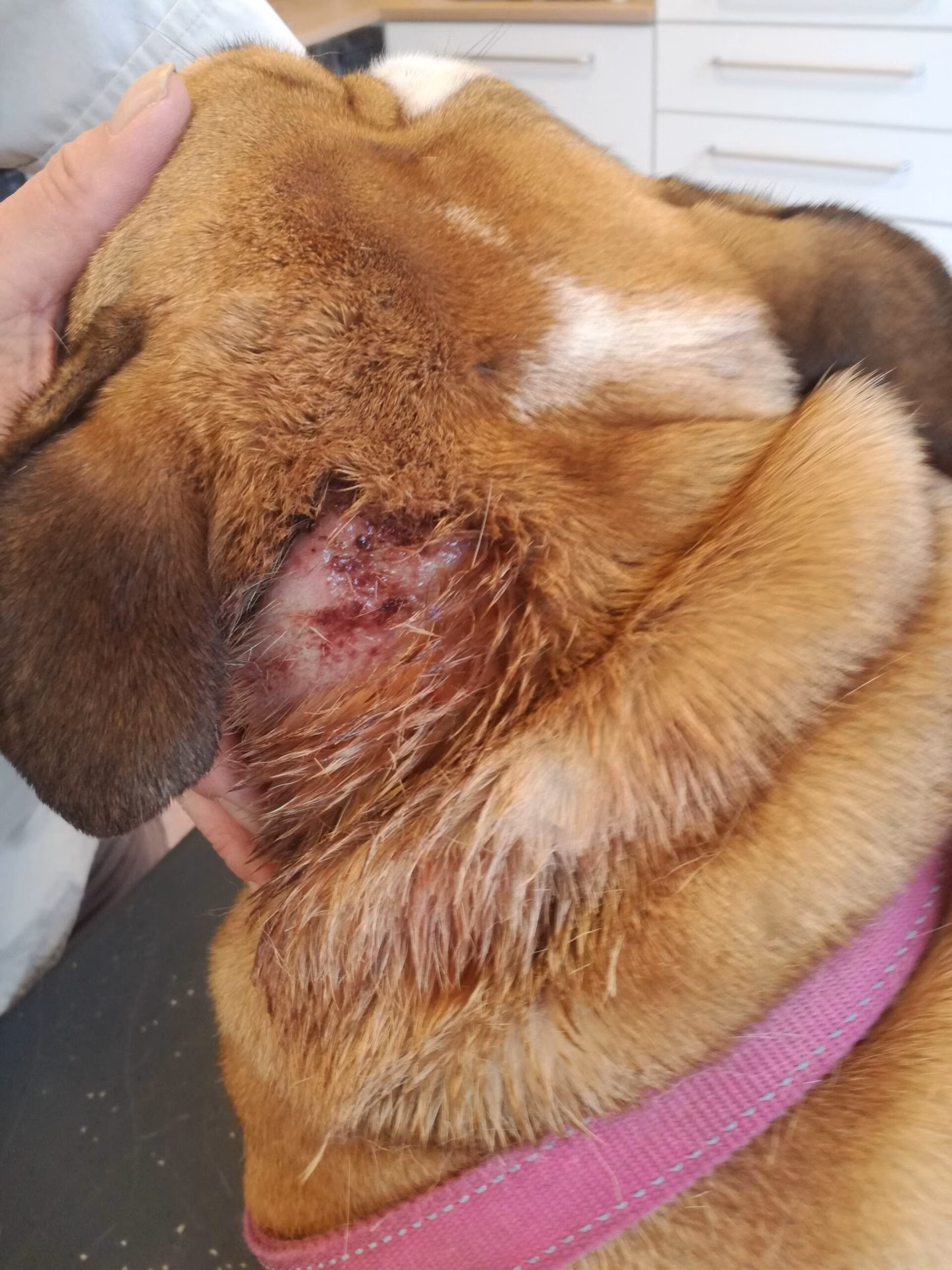 Hoe behandel ik een smetplek bij mijn hond?