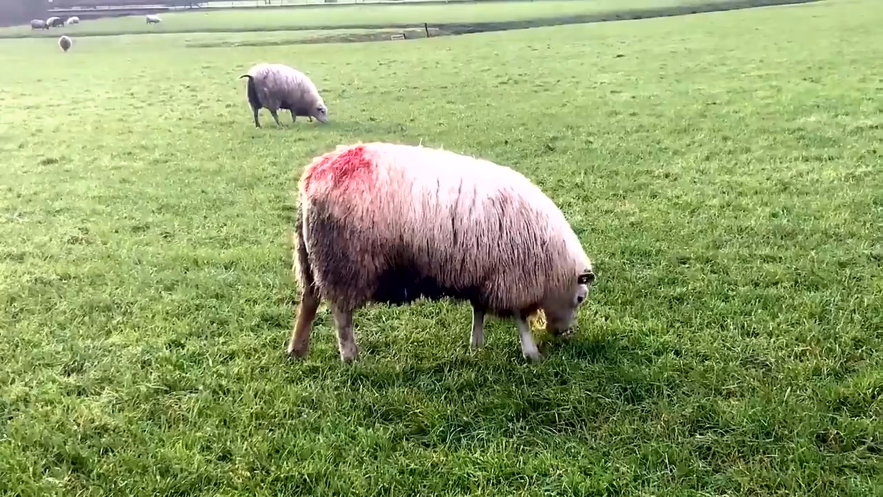 Wat betekent rode verf op schapen?