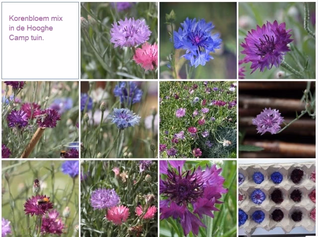 Welke plant wordt gebruikt voor verf?