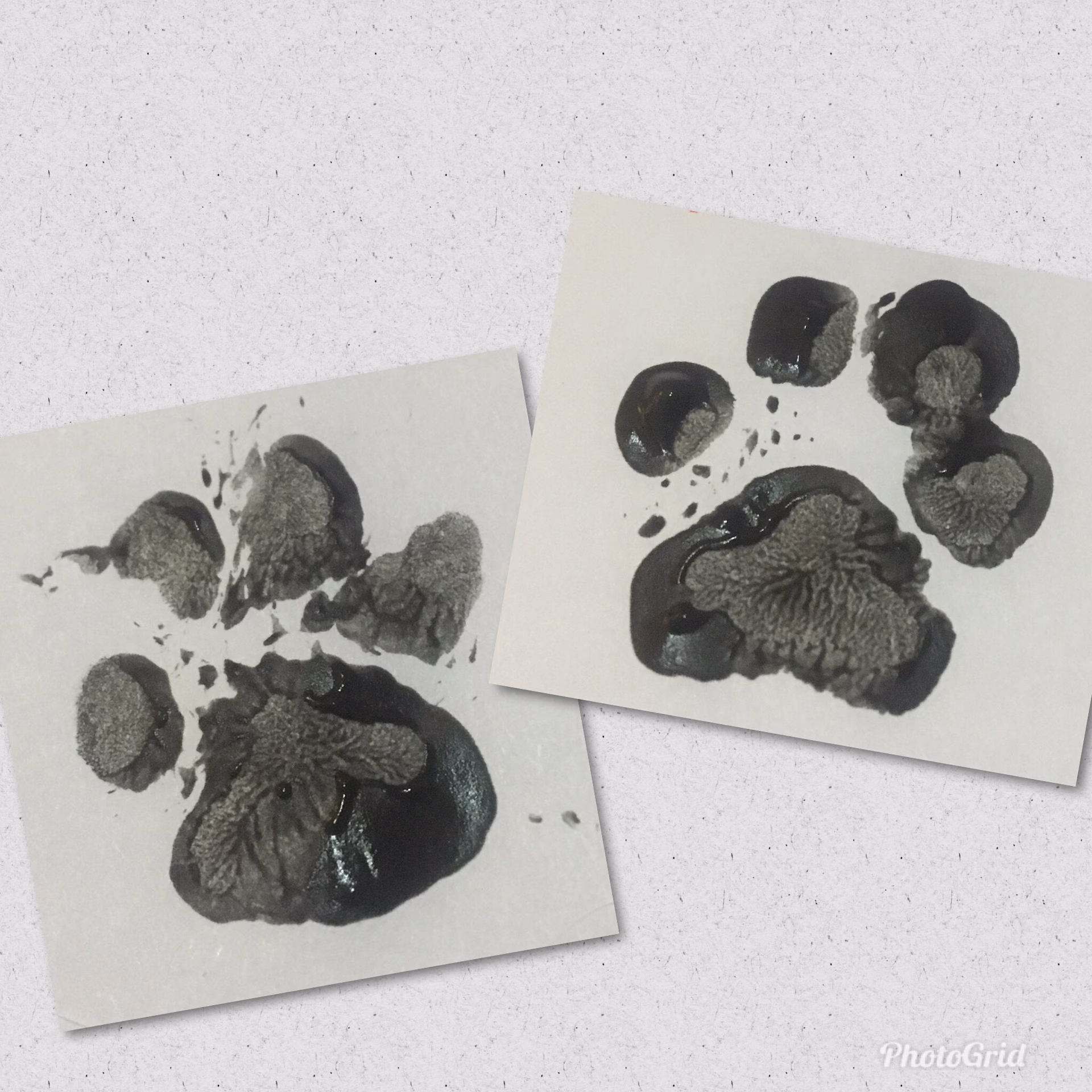 Welke verf is niet schadelijk voor honden?