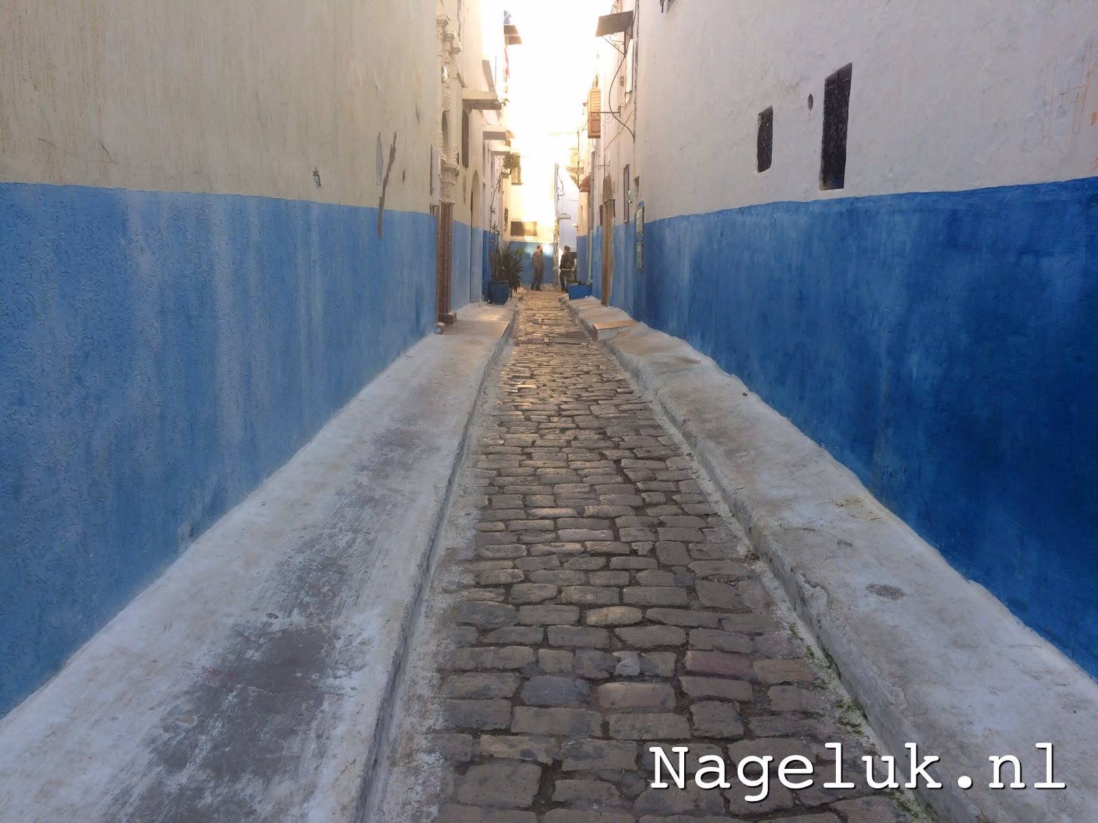 Welke kleur hebben vliegen hekel aan?