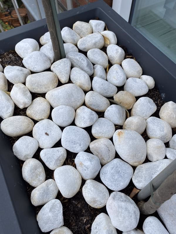 Hoe krijg je witte keien terug wit?